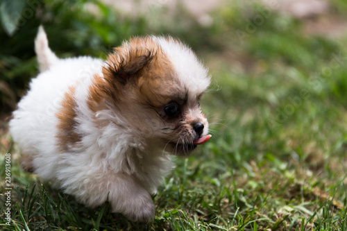 tiny puppy at play