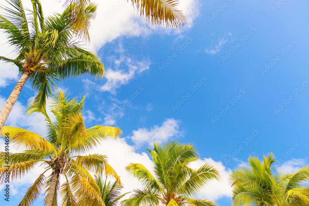Palm trees at blue sunny sky background. Free space for your text