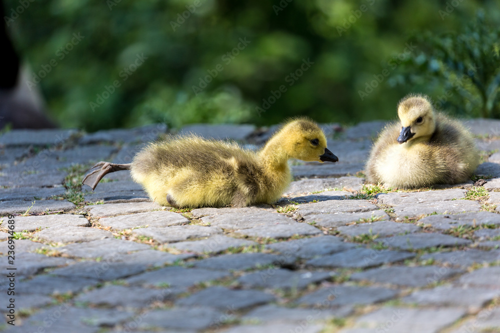 Fototapeta premium Young canadian goose