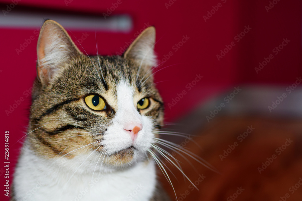 Portrait of brown striped cat on blurred interior background with copy space for text.