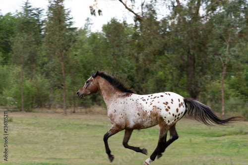 Horse Apaloosa Gallop