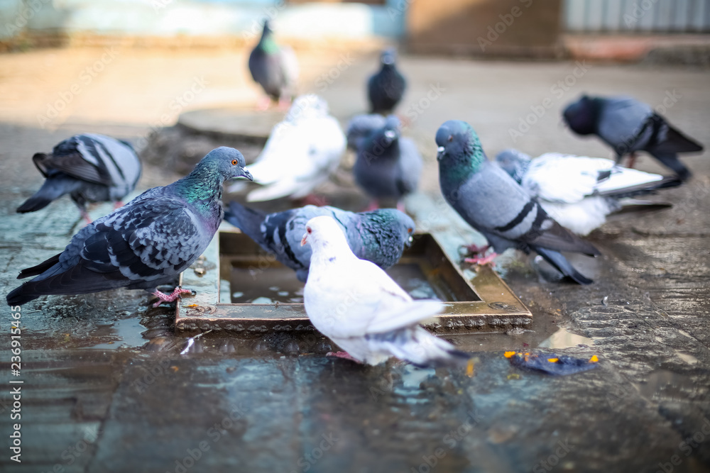 Fototapeta premium Group of pigeons bathing