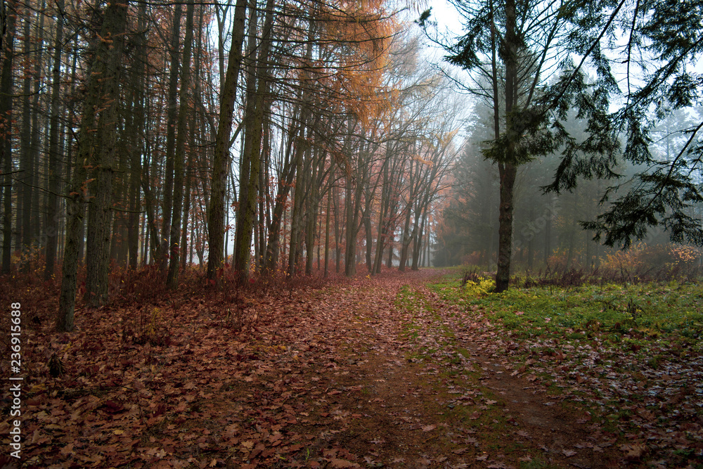 Obraz premium Forest in autumn morning mist. Blue fog.