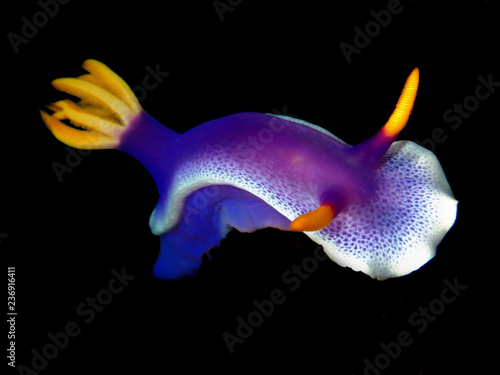 Closeup and macro shot of the nudibranch Hypselodoris apolegma during a leisure dive in Tunku Abdul Rahman Park, Kota Kinabalu, Sabah. Malaysia, Borneo.