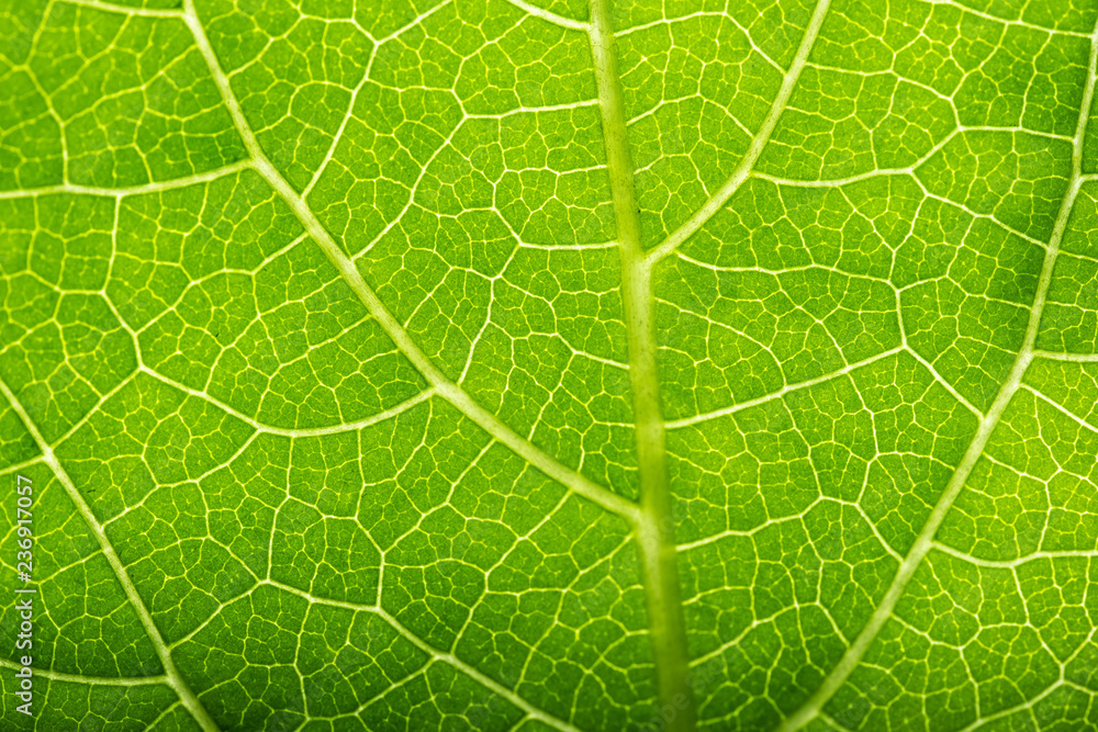 Green leaves background. Leaf texture Green leaves background. Leaf texture
