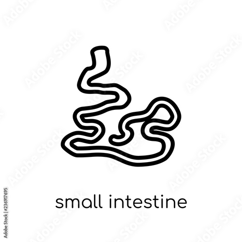 Small Intestine icon. Trendy modern flat linear vector Small Intestine icon on white background from thin line Human Body Parts collection