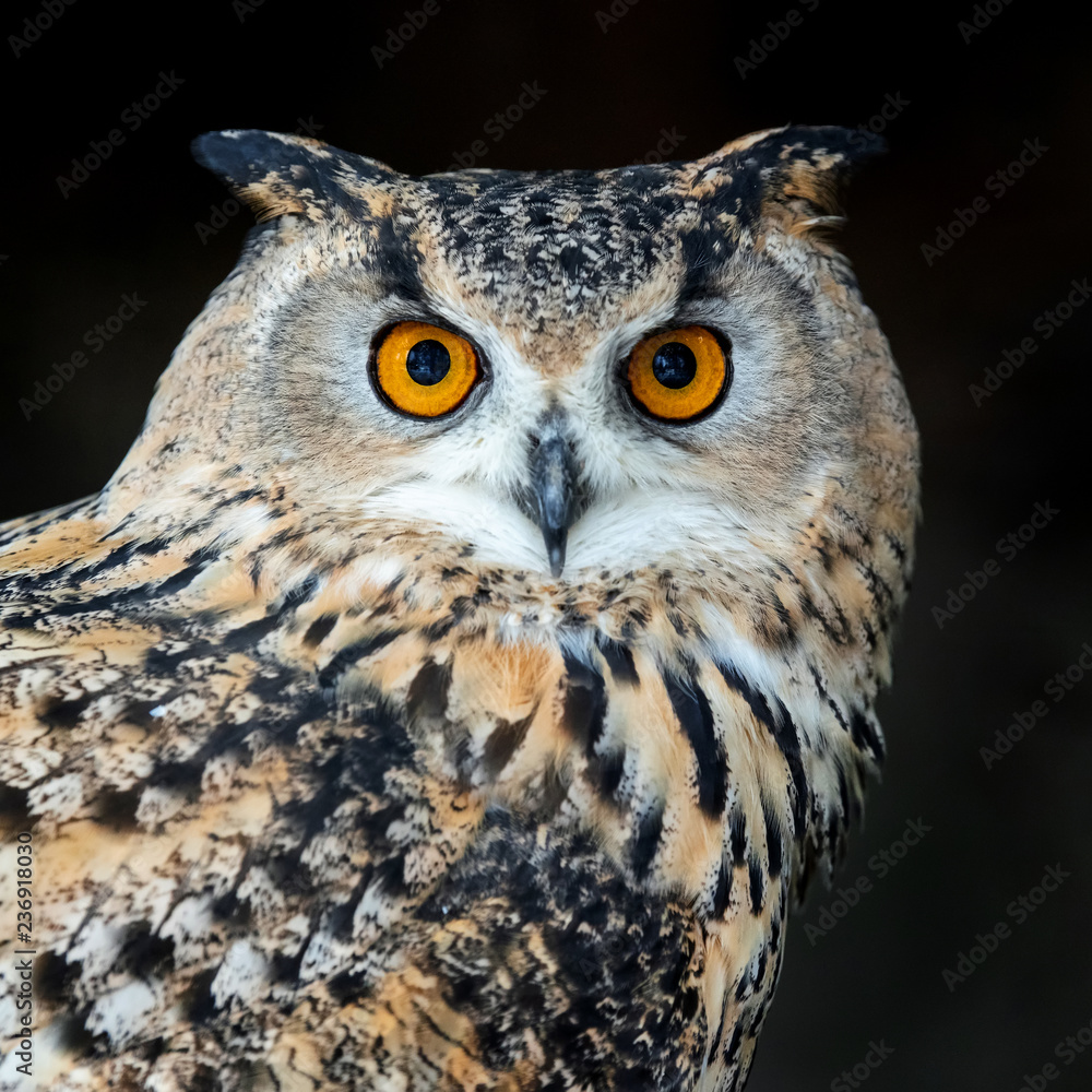 Fototapeta premium Close up owl portrait