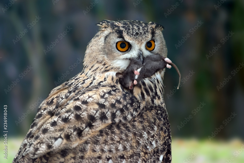 Big Owl eating a mouse Stock Photo Adobe Stock