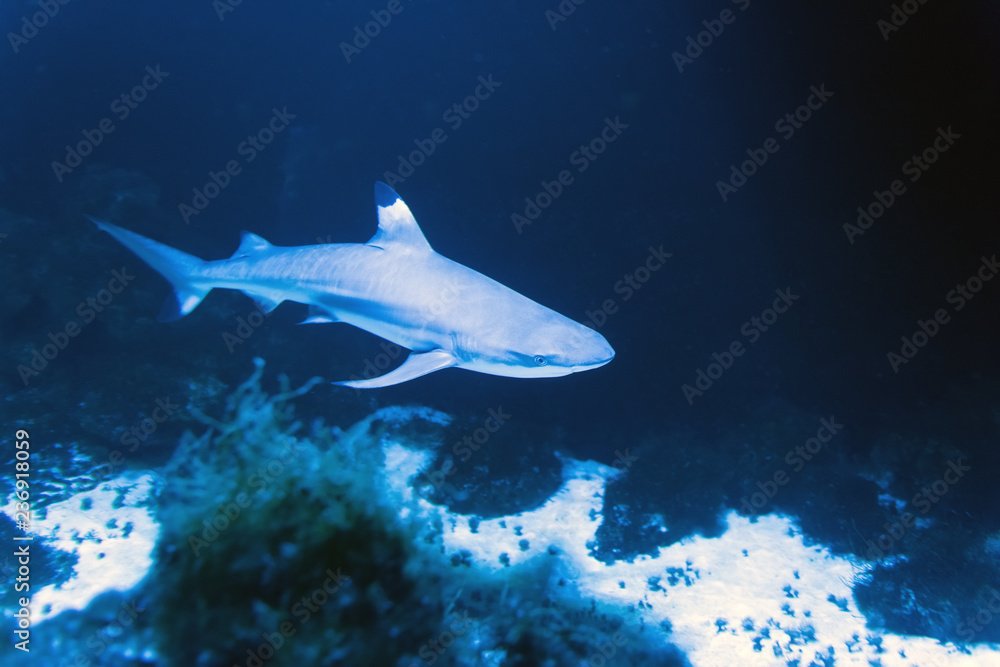 Fototapeta premium Whitetip reef shark (Triaenodon obesus)
