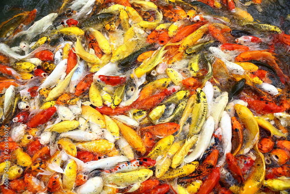 Many carp Colorful swimming pond filled with red, orange, yellow and white. Many carp Colorful swimming pond filled with red, orange, yellow and white.