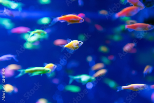 Underwater world fish Aquarium © byrdyak