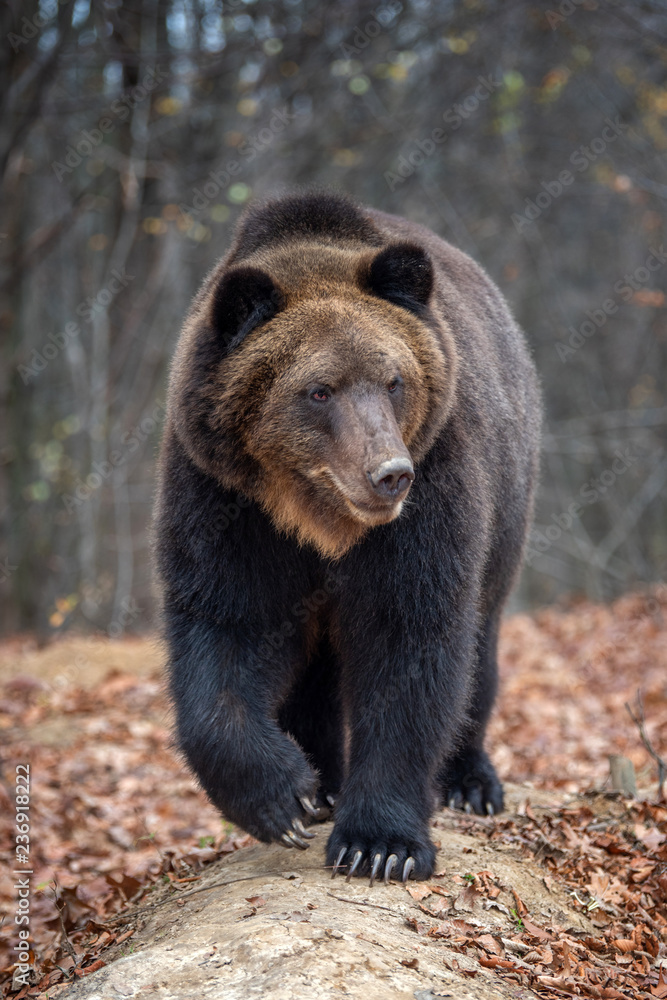 Bear in autumn forest Bear in autumn forest