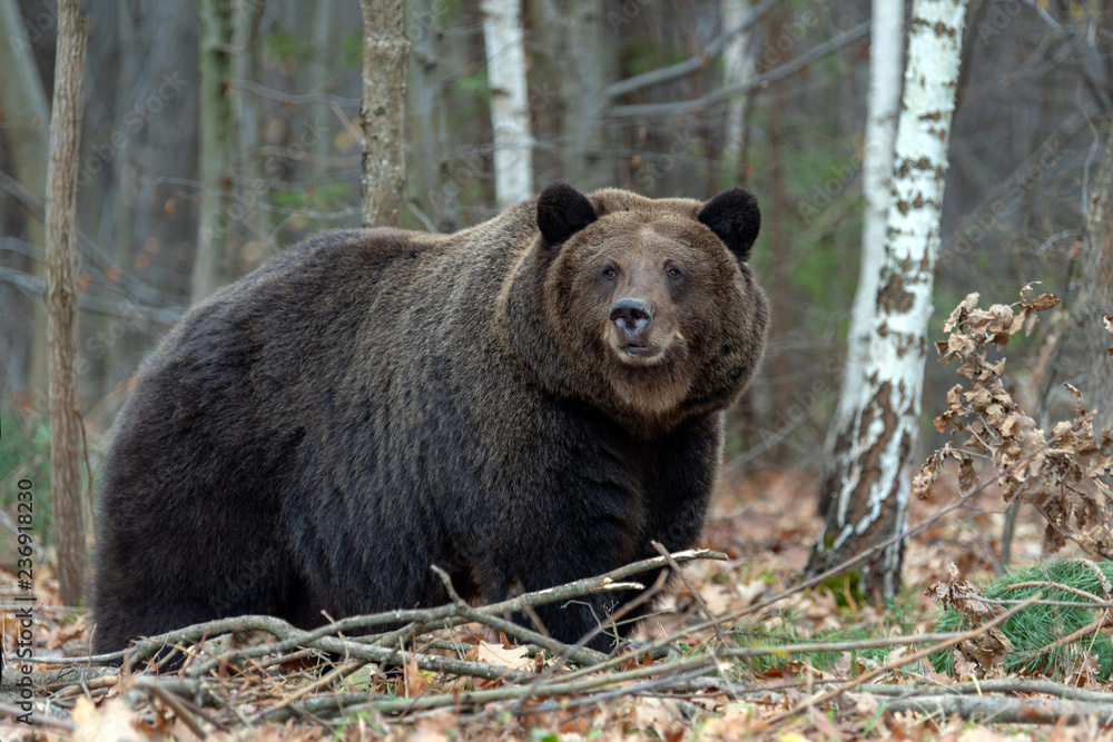 Fototapeta premium Bear in autumn forest