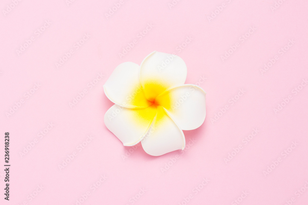 Tropical flowers plumeria on a pink background. Concept spa, tropics, tourism. Flat lay, top view