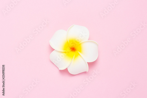 Tropical flowers plumeria on a pink background. Concept spa  tropics  tourism. Flat lay  top view