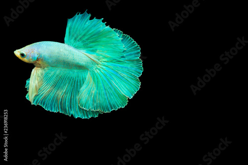 Siamese fighting fish,beautiful fish aquatic animals