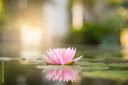 beautiful lotus flower on the water after rain in garden.