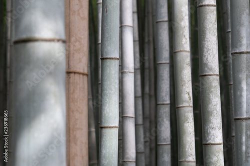 bamboo close up