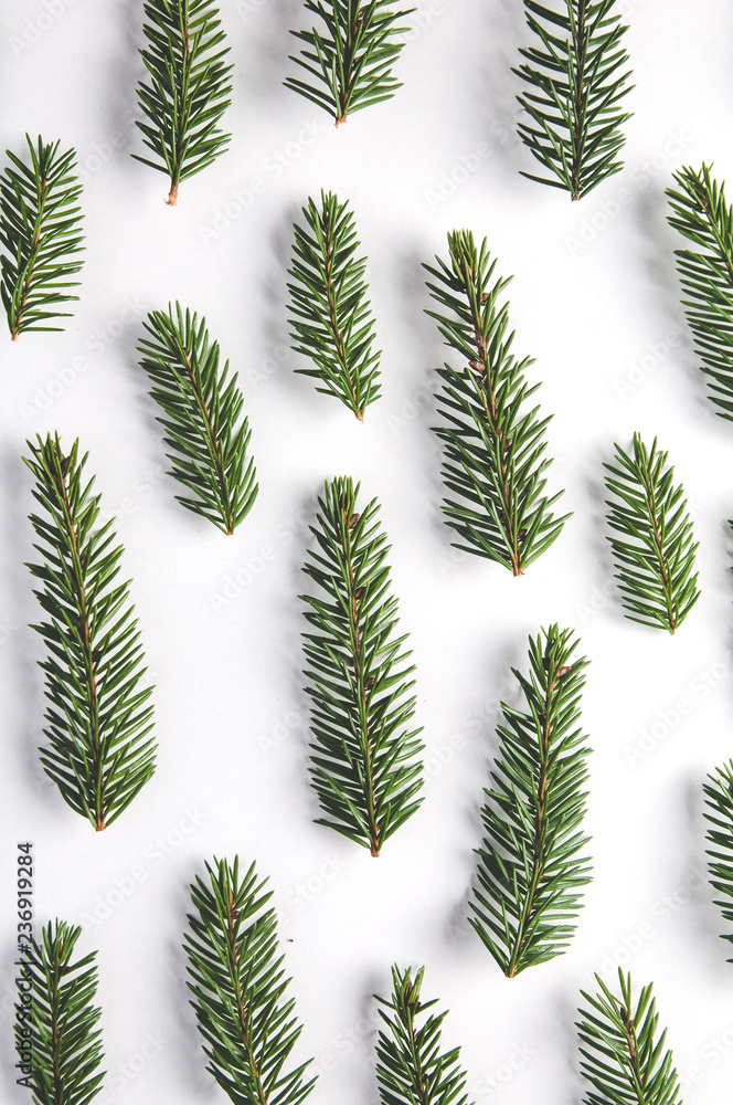 Spruce branches on white background. Christmas pattern