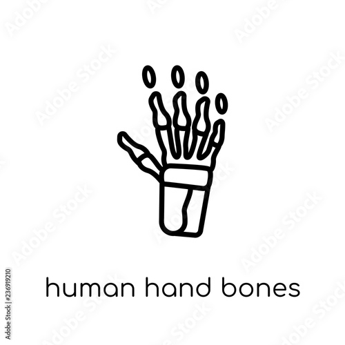 Human hand bones icon. Trendy modern flat linear vector Human hand bones icon on white background from thin line Human Body Parts collection