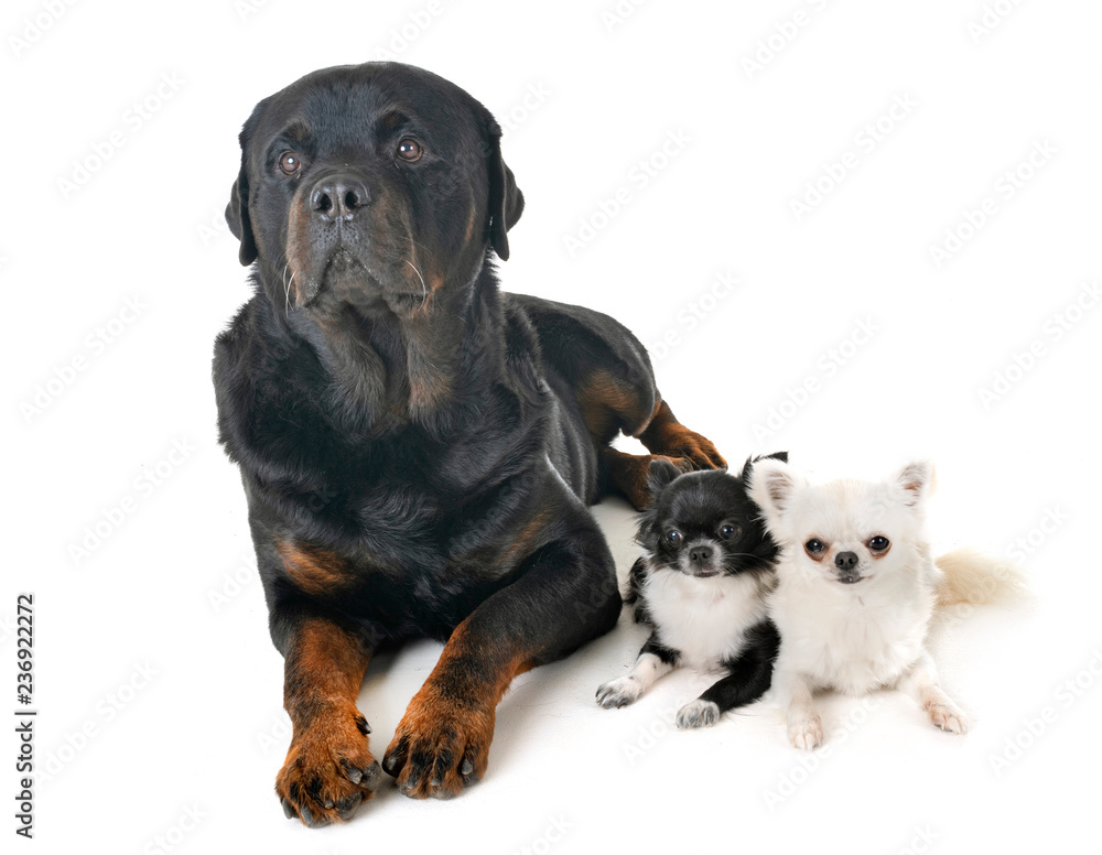 Naklejka premium chihuahua and rottweiler