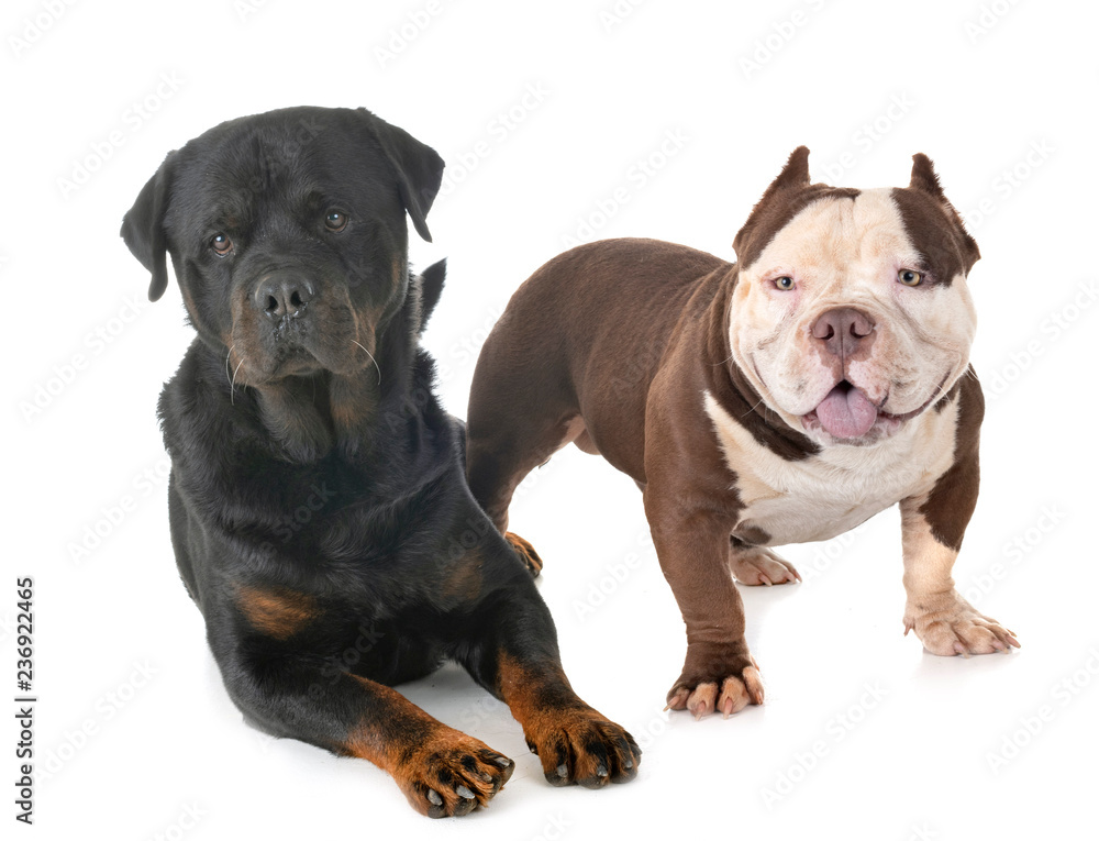 american bully and rottweiler Stock Photo | Adobe Stock