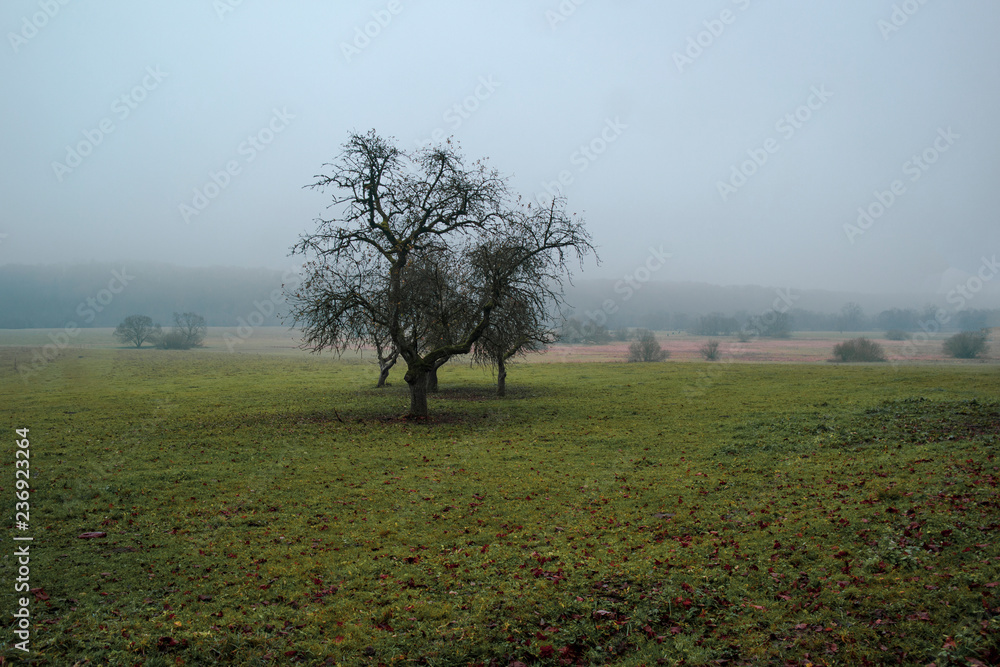 Strong morning fog above the field. East Europe Strong morning fog above the field. East Europe