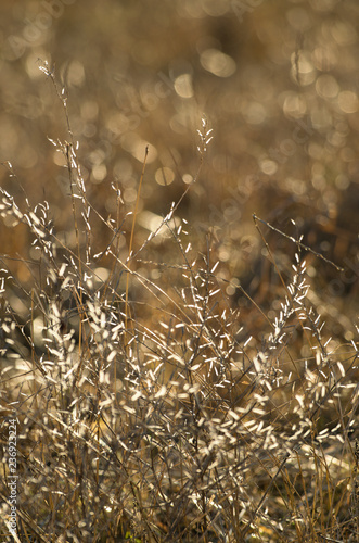 Icy glowing tips of dry stalks meadow herbs on the beautiful bokeh background