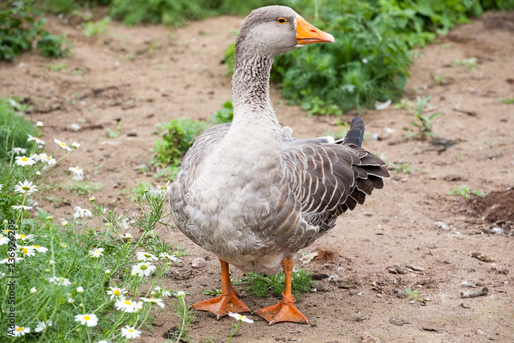 gray goose gray goose