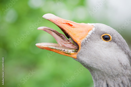 Slika na platnu gray goose head with open beak