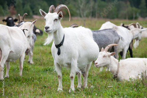 white goat full-size view