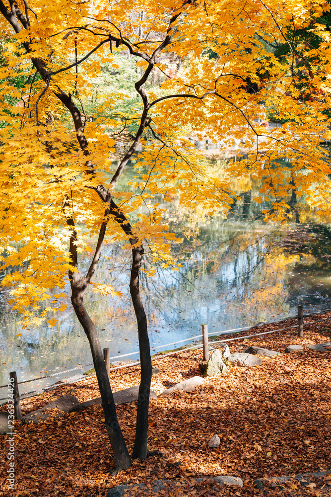 Autumn maple and leaves with pond at Changgyeonggung Palace in Seoul, Korea Autumn maple and leaves with pond at Changgyeonggung Palace in Seoul, Korea