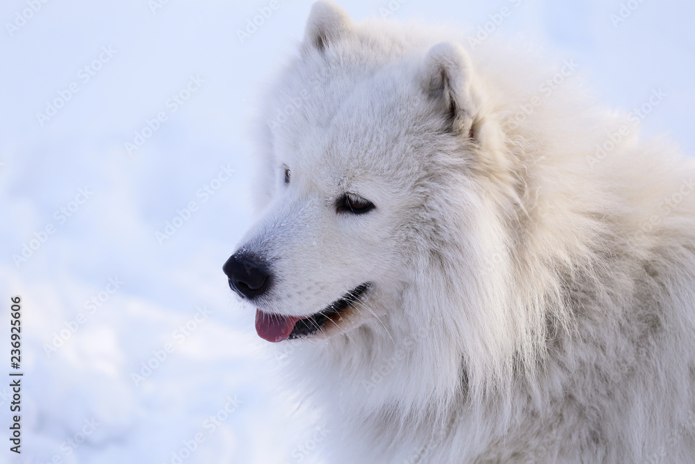 Beautiful dog Samoyed in the forest in the park on the snow Beautiful dog Samoyed in the forest in the park on the snow
