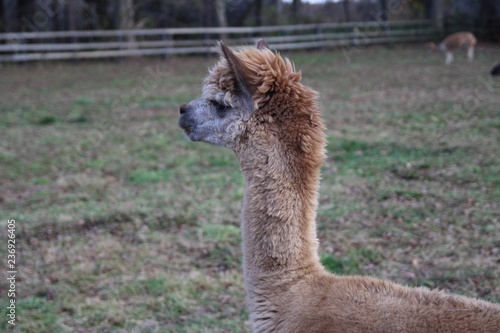 ラマ アルパカ 動物 ラマ僧 ファーム 哺乳動物 毛皮 ペルー 白 かわいい 自然 羊毛 動物 頭 茶色 赤ちゃん Zoo ポートレート 野生生物 草 ウィルト Ear 若い キャメル Stock Photo Adobe Stock