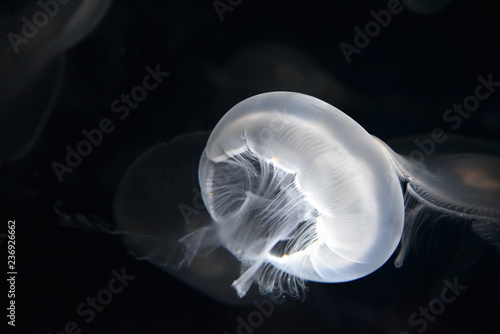 jellyfish on black background