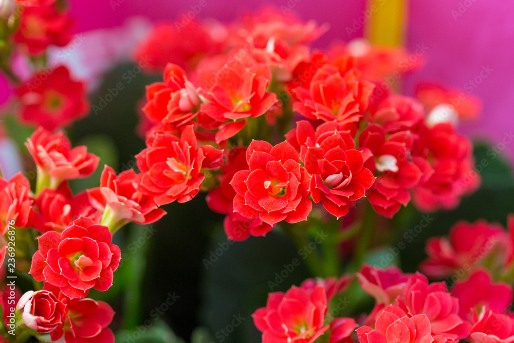 Colorful kalanchoe blossfeldiana Colorful kalanchoe blossfeldiana