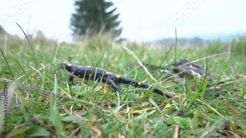 Pregnant European fire salamander lives in the wild. This is a black lizard with yellow spots. 4K