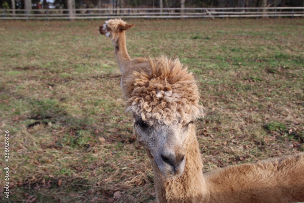 動物 ラマ 哺乳動物 アルパカ 自然 シカ ラマ僧 ウィルト 野生生物 ファーム 草 茶色 赤ちゃん Zoo 毛皮 動物 白 羊毛 ロバ かわいい 緑 若い グアナコ ペルー 頭 Stock Photo Adobe Stock 動物 ラマ 哺乳動物 アルパカ 自然 シカ ラマ僧 ウィルト 野生生物 ファーム 草 茶色 赤ちゃん Zoo 毛皮 動物 白 羊毛 ロバ かわいい 緑 若い グアナコ ペルー 頭 Stock Photo Adobe Stock