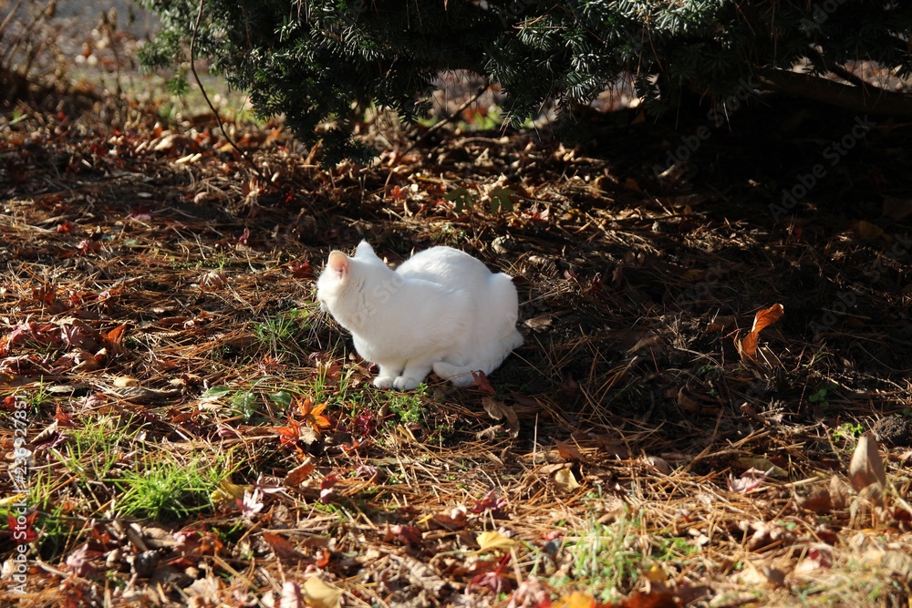鳥 動物 白 自然 カモ 野生生物 くちばし ニワトリ 羽 ファーム 草 鳥 赤ちゃん 水 ウィルト ひよこ ガチョウ カモメ とぶ 緑 Stock Photo Adobe Stock