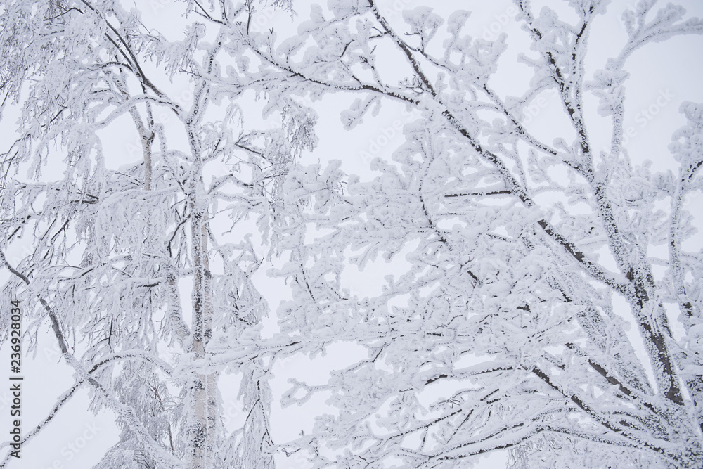 Tree brunches covered with snow caps after the snowfall close up. Winter background. Tree brunches covered with snow caps after the snowfall close up. Winter background.