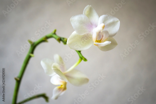 Fototapeta Naklejka Na Ścianę i Meble -  white orchid on black background. Phalaenopsis.