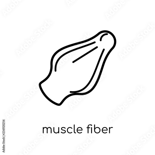 Muscle Fiber icon. Trendy modern flat linear vector Muscle Fiber icon on white background from thin line Human Body Parts collection