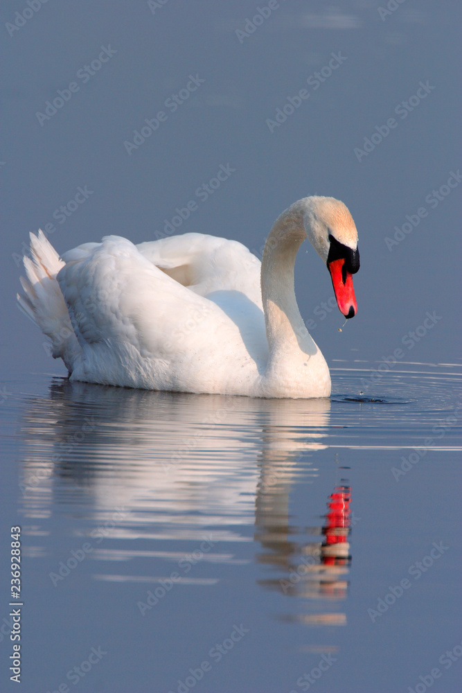 Fototapeta premium Single Mute swan bird on a water surface of the Biebrza river wetlands in Poland during a spring nesting period