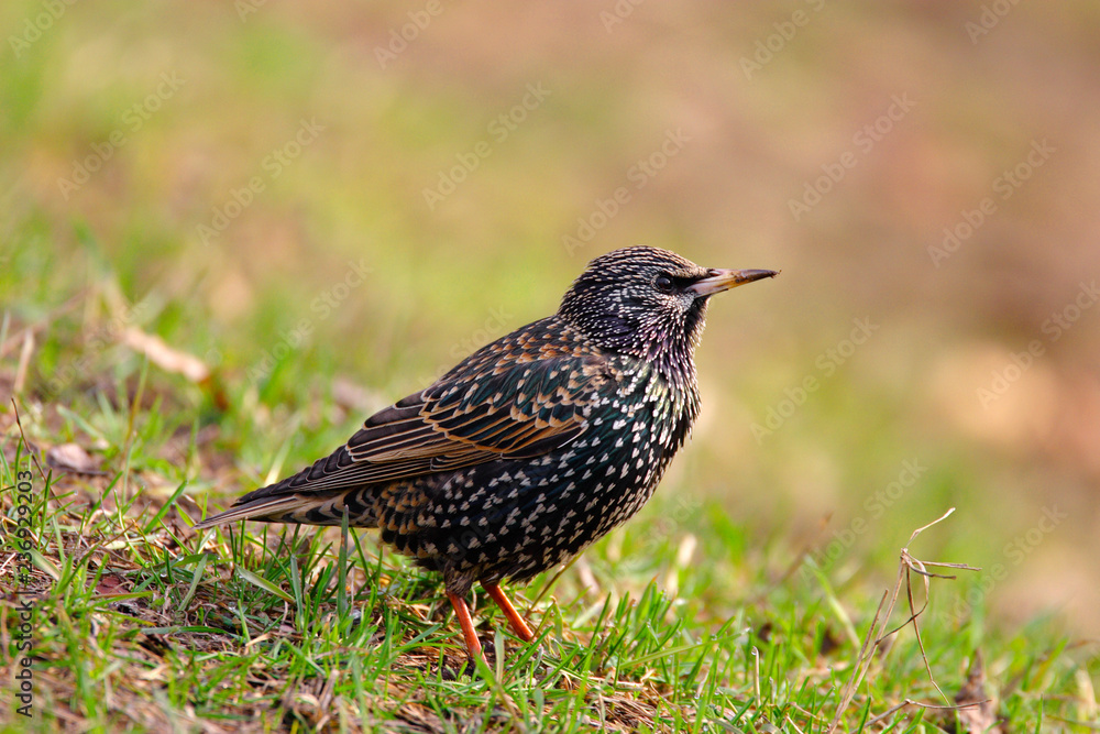 Single Common Starling bird on grassy wetlands of the Biebrza river in Poland during a spring nesting period Single Common Starling bird on grassy wetlands of the Biebrza river in Poland during a spring nesting period
