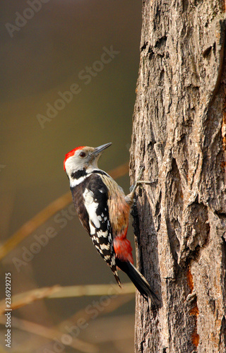 Single adult Great Spotted Woodpecker bird on a tree branch over the Biebrza river wetlands in Poland in early spring nesting period photo