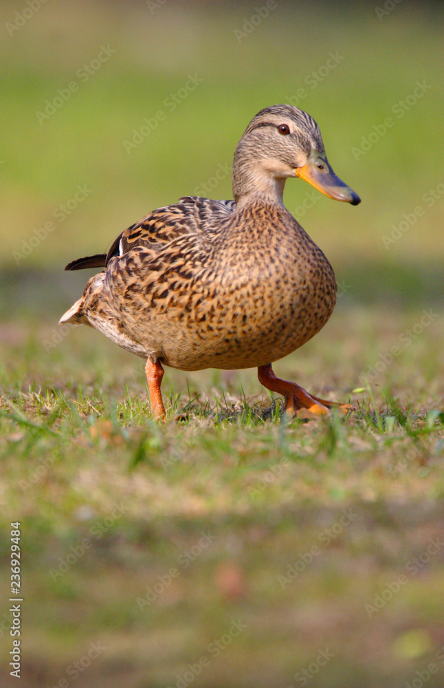 Single adult female Mallard Duck bird on a grassy wetlands of the Biebrza river in Poland in early spring nesting period Single adult female Mallard Duck bird on a grassy wetlands of the Biebrza river in Poland in early spring nesting period