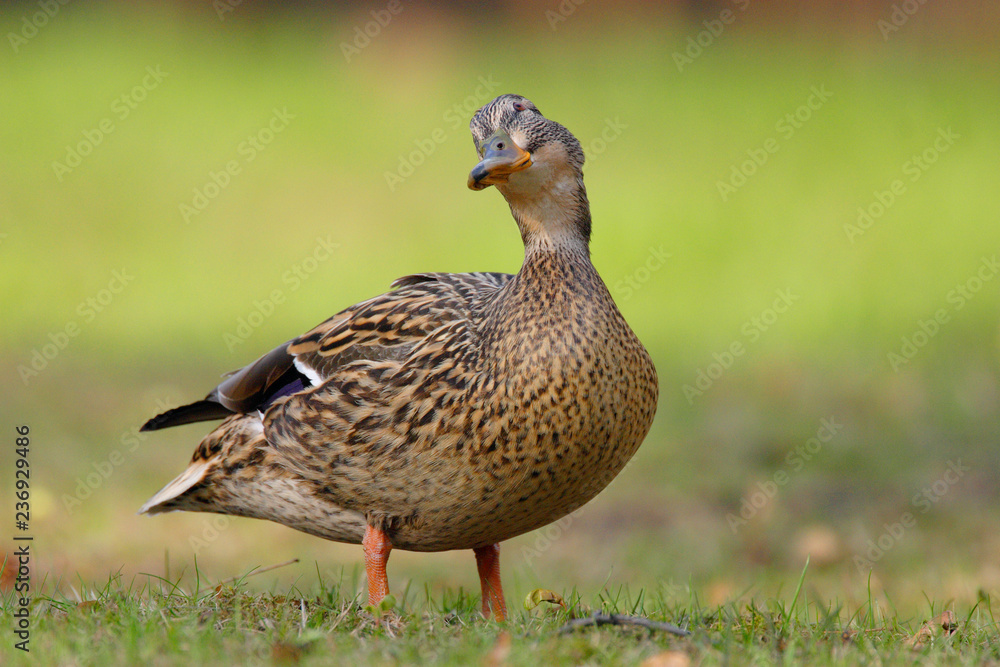 Single adult female Mallard Duck bird on a grassy wetlands of the Biebrza river in Poland in early spring nesting period Single adult female Mallard Duck bird on a grassy wetlands of the Biebrza river in Poland in early spring nesting period