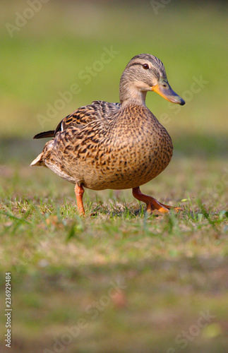 Single adult female Mallard Duck bird on a grassy wetlands of the Biebrza river in Poland in early spring nesting period