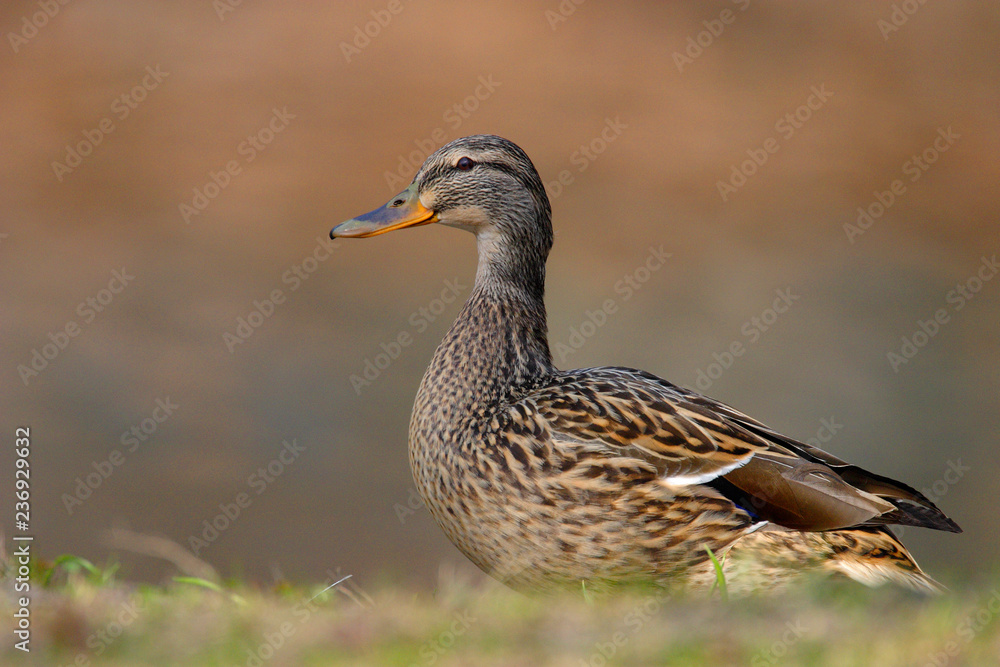 Single adult female Mallard Duck bird on a grassy wetlands of the Biebrza river in Poland in early spring nesting period Single adult female Mallard Duck bird on a grassy wetlands of the Biebrza river in Poland in early spring nesting period