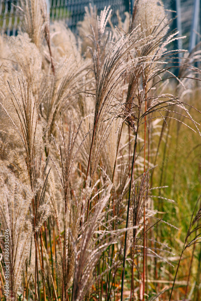 Fototapeta premium Miscanthus sinensis Malepartus